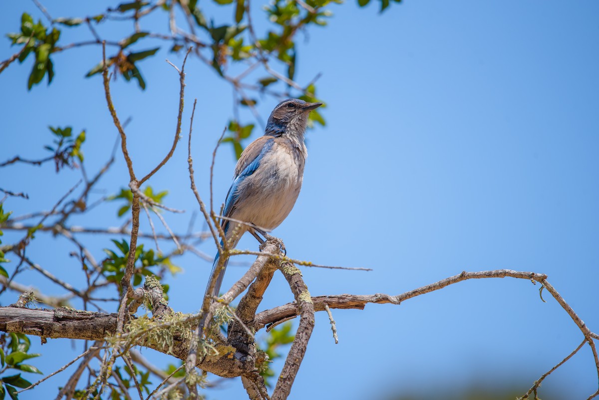 California Scrub-Jay - ML335799741