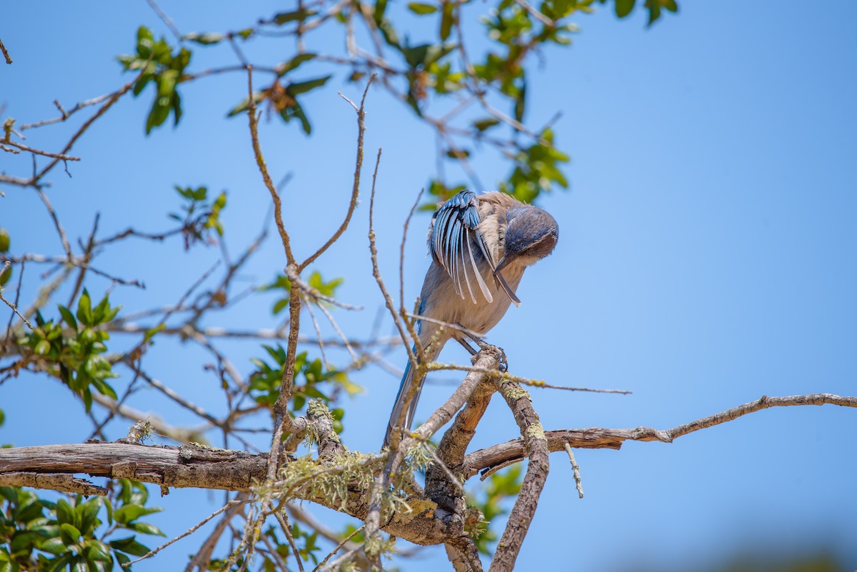 California Scrub-Jay - ML335799841