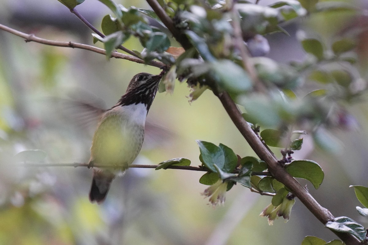 Calliope Hummingbird - ML335802971