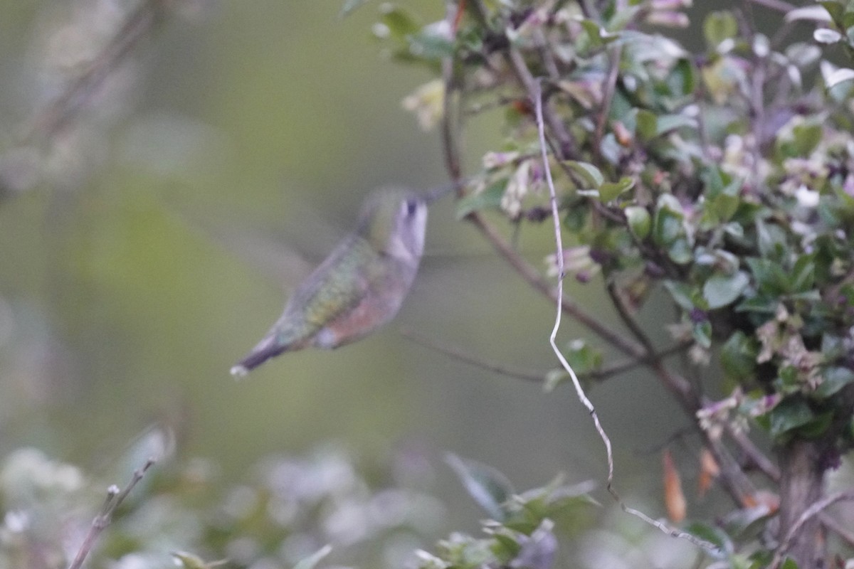 Calliope Hummingbird - ML335802981