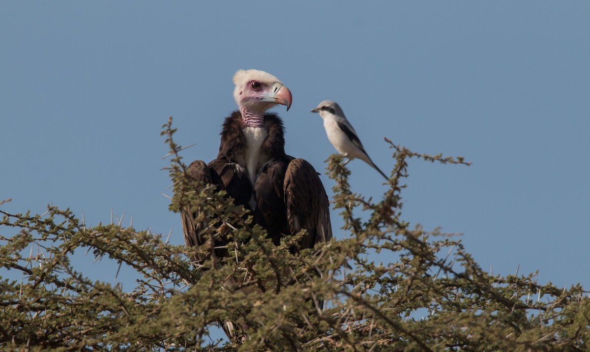 White-headed Vulture - ML33580311