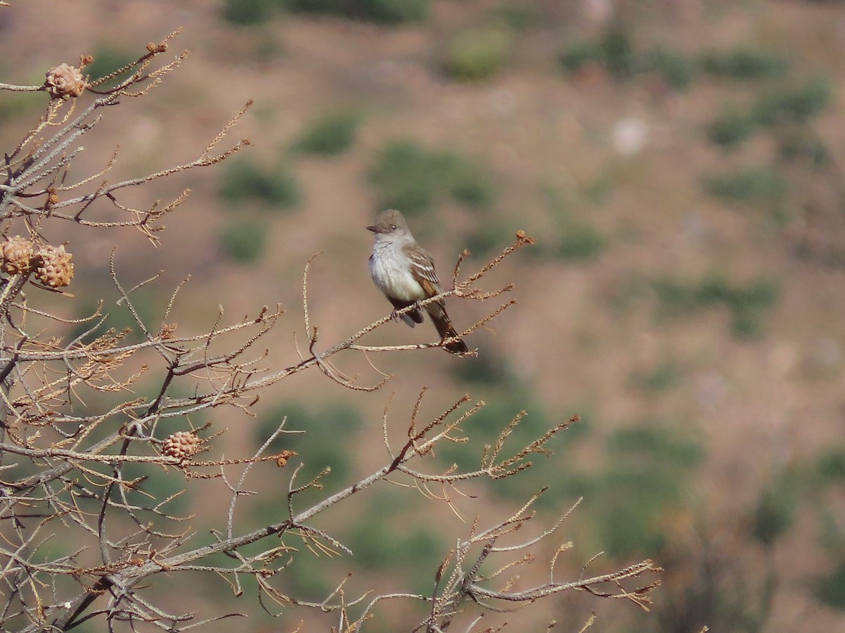 Ash-throated Flycatcher - ML335803111