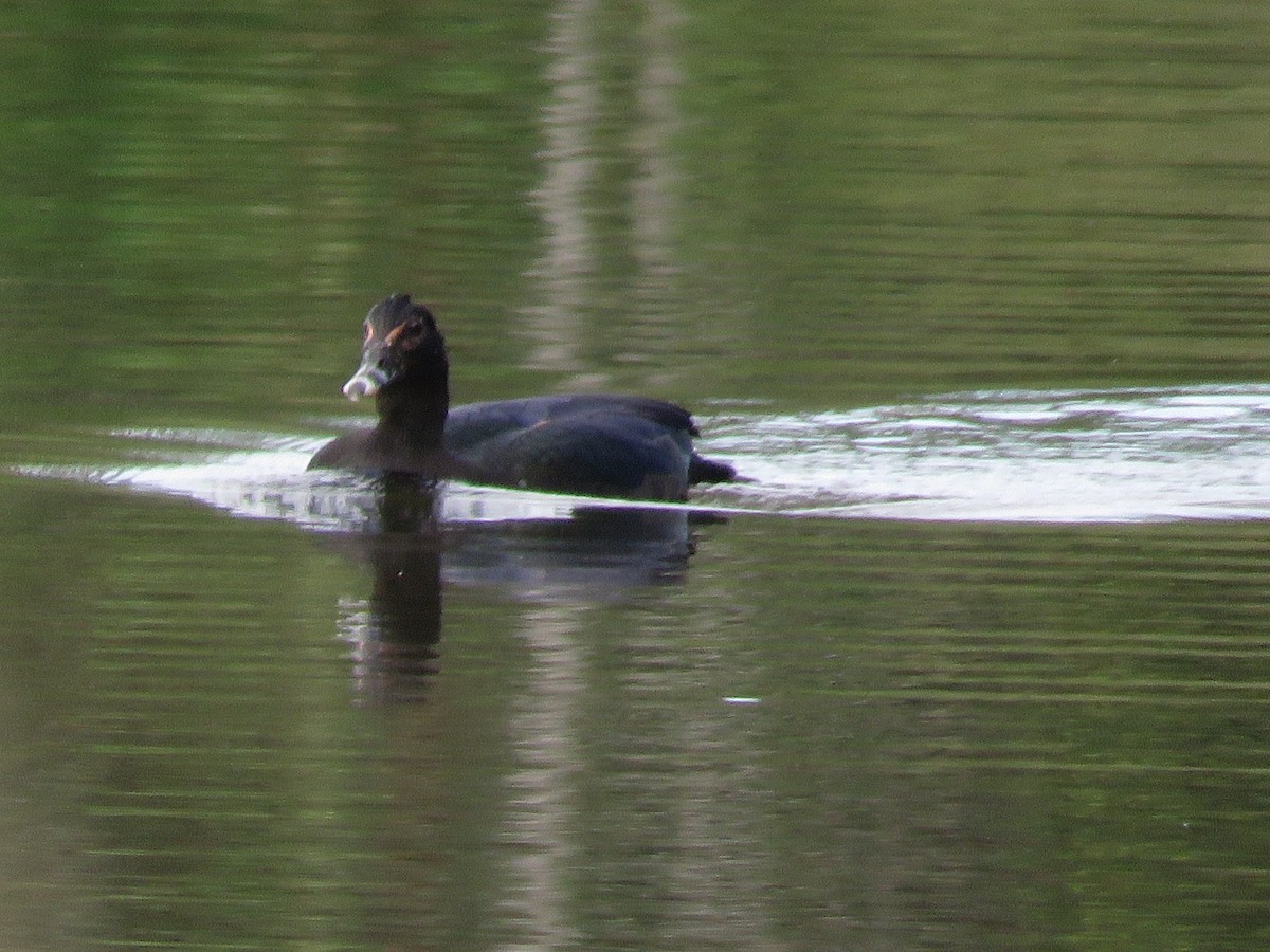 Muscovy Duck - ML335803251