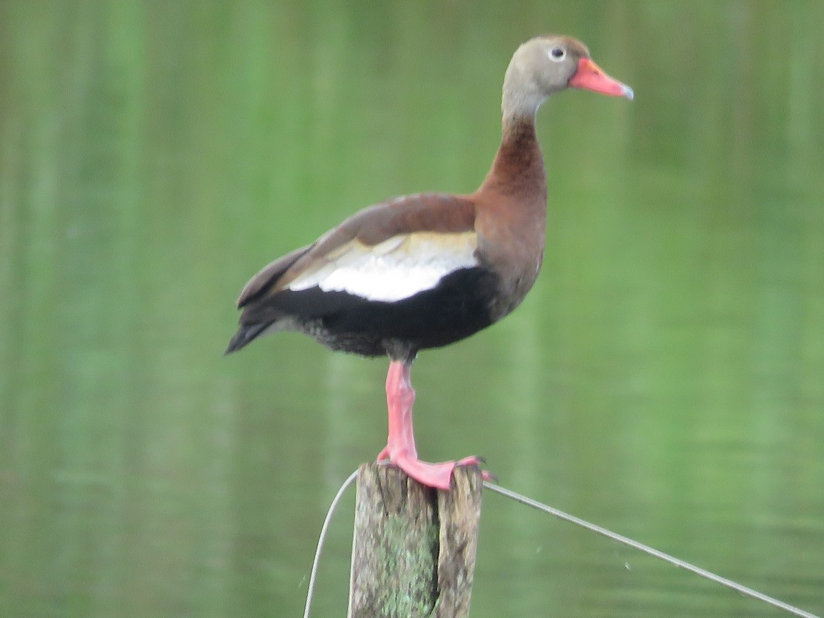 Dendrocygne à ventre noir - ML335803561