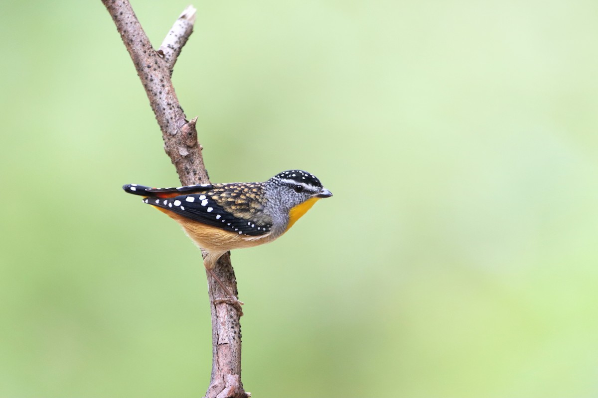 Spotted Pardalote - Indra Bone