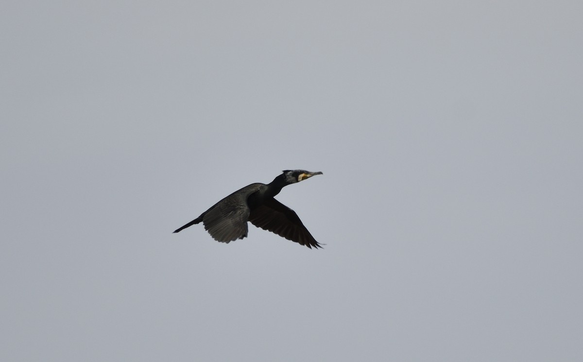 Great Cormorant - ML335807661