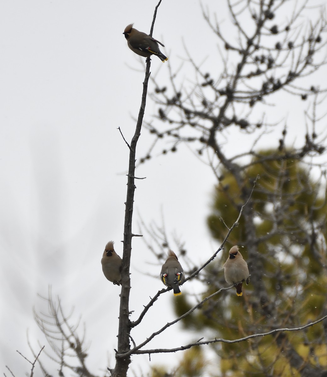 Bohemian Waxwing - Batmunkh Davaasuren