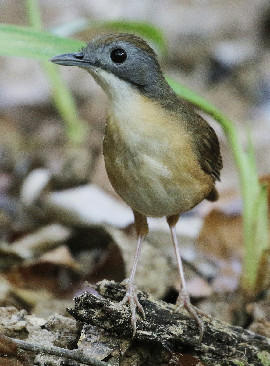 Short-tailed Babbler - Neoh Hor Kee