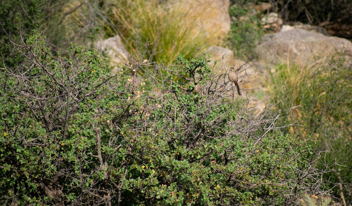 Cuitlacoche Culirrojo - ML335808331