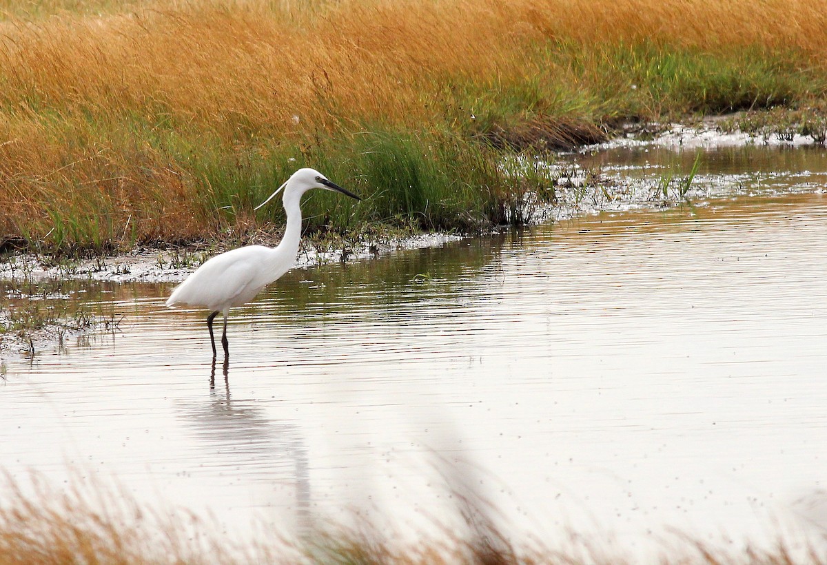 Little Egret (Western) - Nárgila Moura