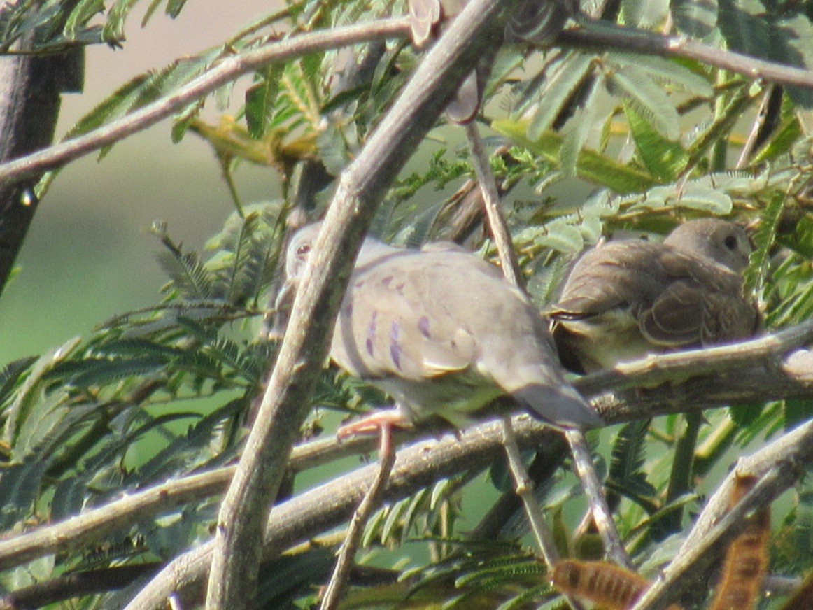 Plain-breasted Ground Dove - ML335809941