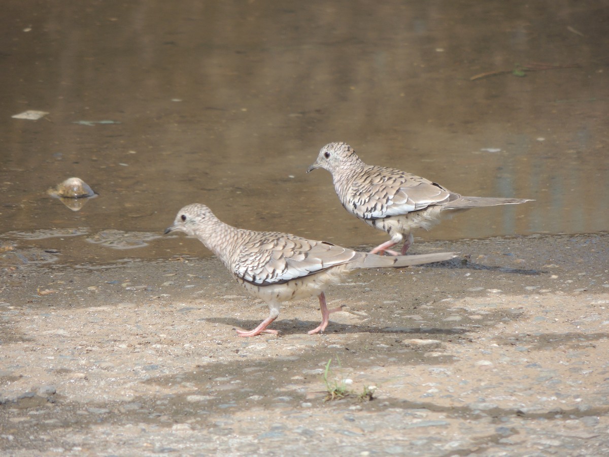 Scaled Dove - ML335810001