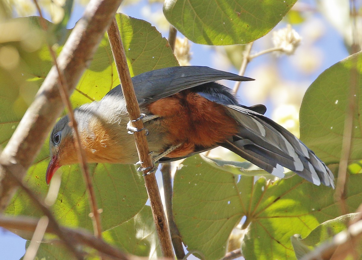 Red-billed Malkoha - ML335811121