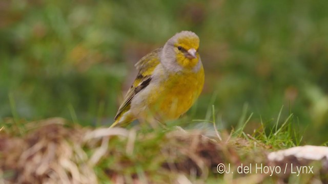 Citril Finch - ML335811491