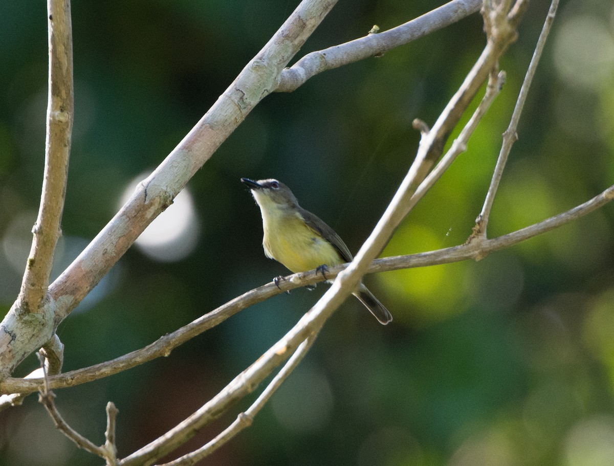 Biak Gerygone - P. S. Lansley