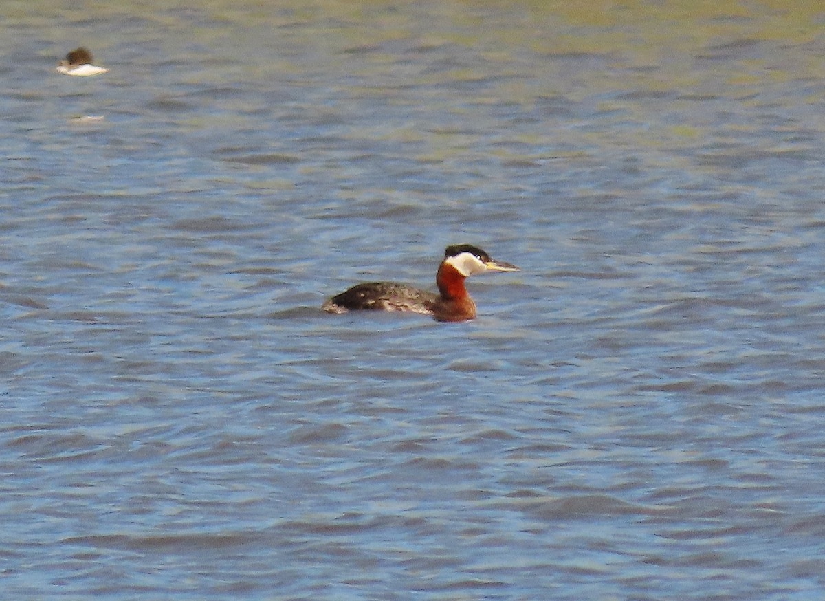 Red-necked Grebe - ML335814731
