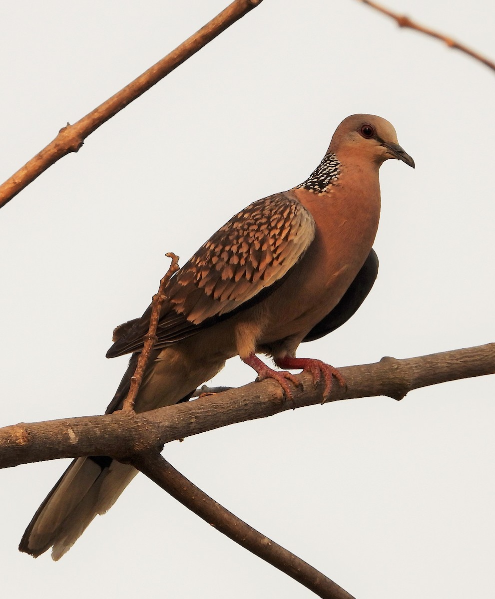 Spotted Dove - ML335815181