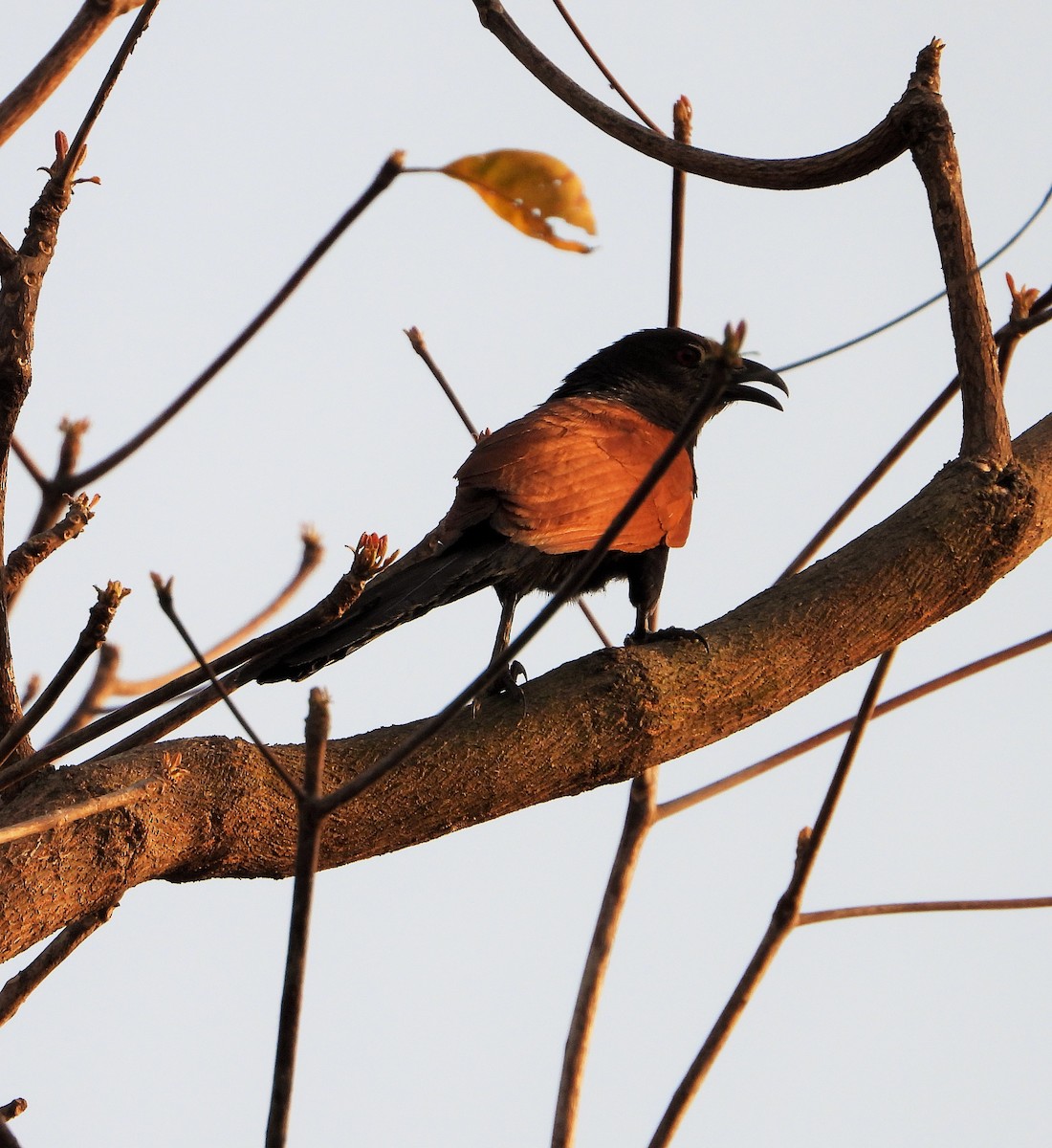 Greater Coucal - ML335815591