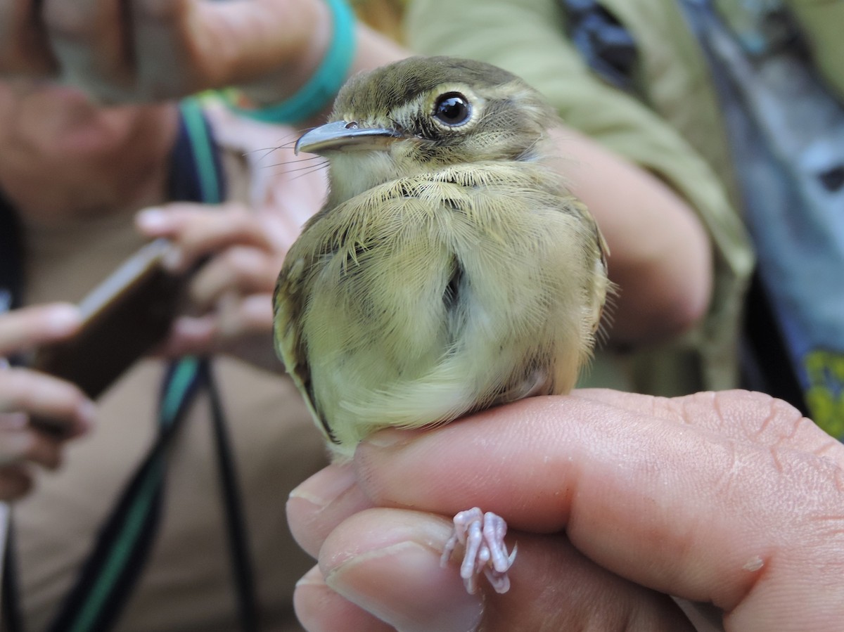 Stub-tailed Spadebill - ML33581741