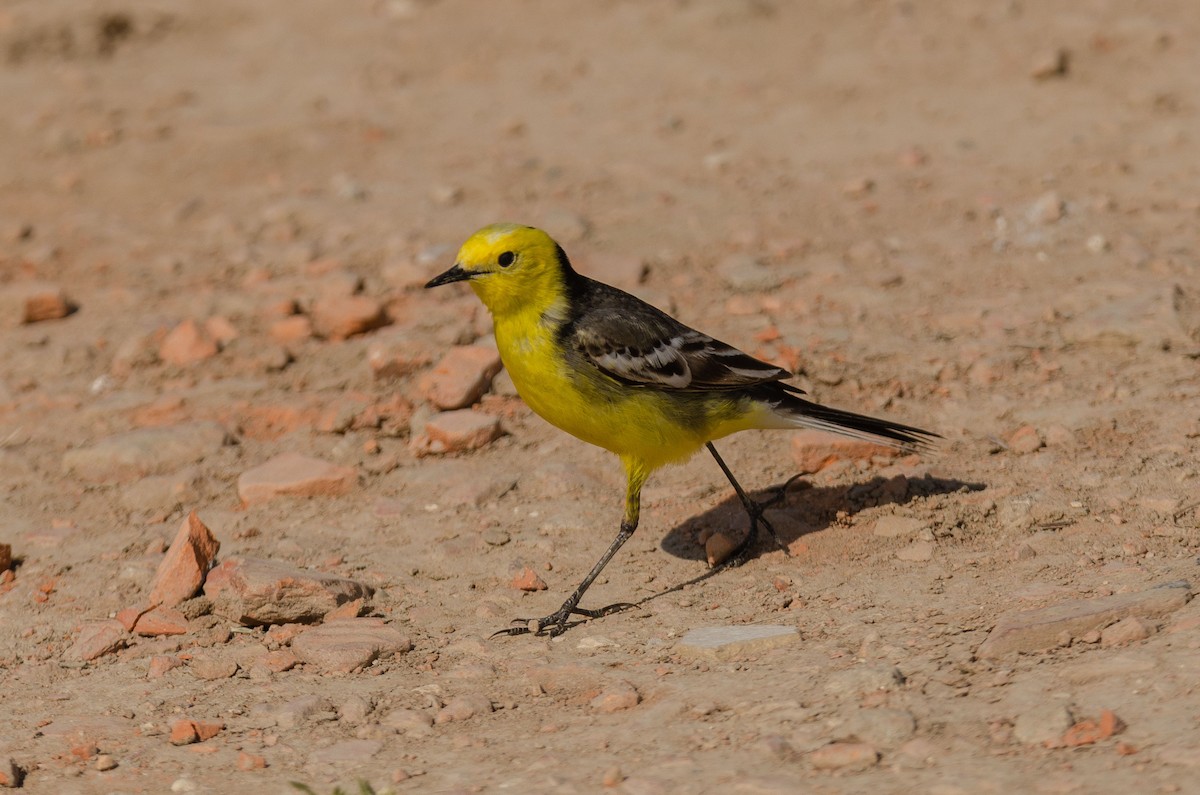 Citrine Wagtail - ML335818151