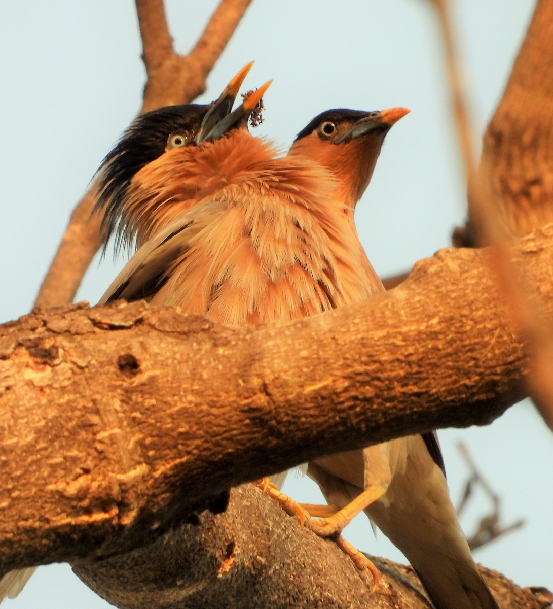 Brahminy Starling - ML335818521