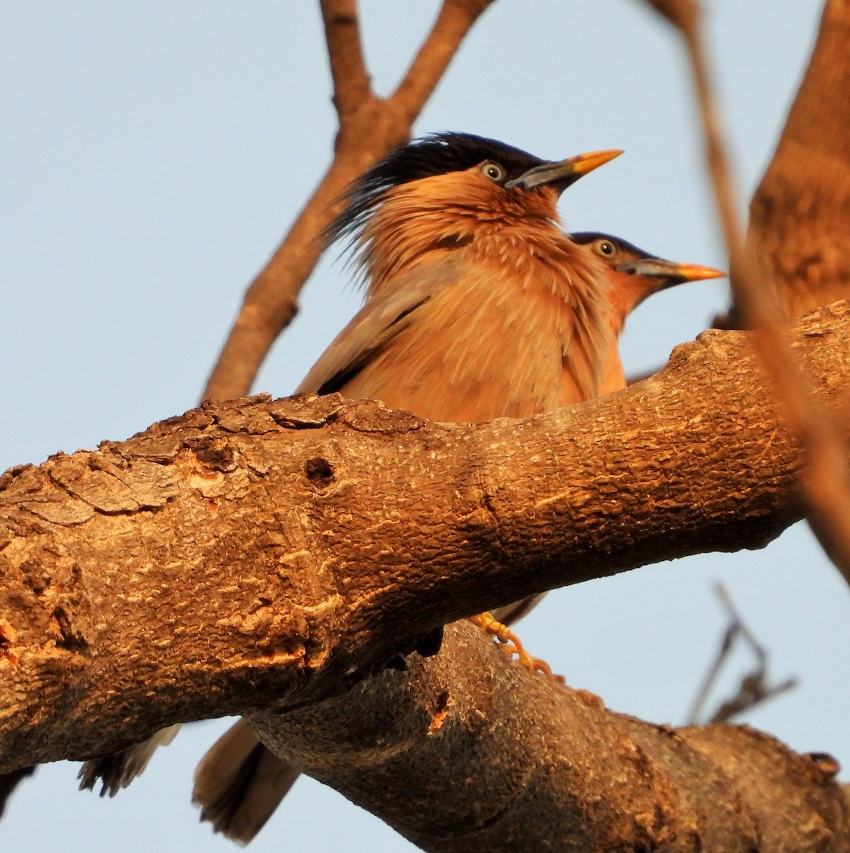 Brahminy Starling - ML335818671