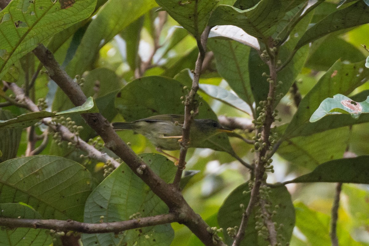 Biak Leaf Warbler - ML335818751