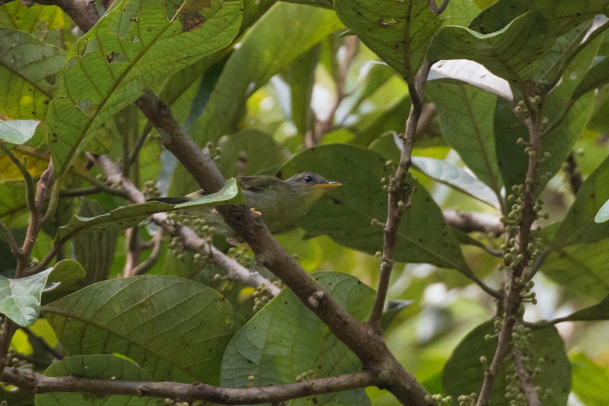 Biak Leaf Warbler - ML335818791