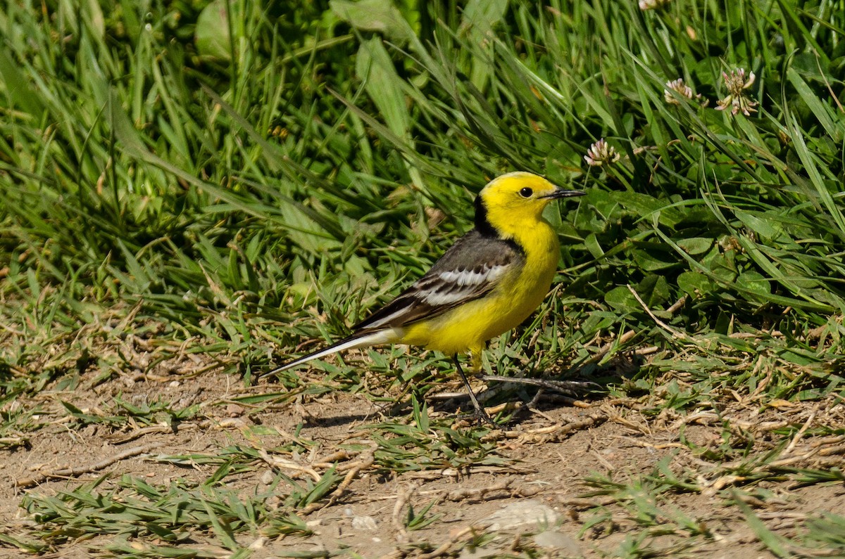 Citrine Wagtail - ML335819171