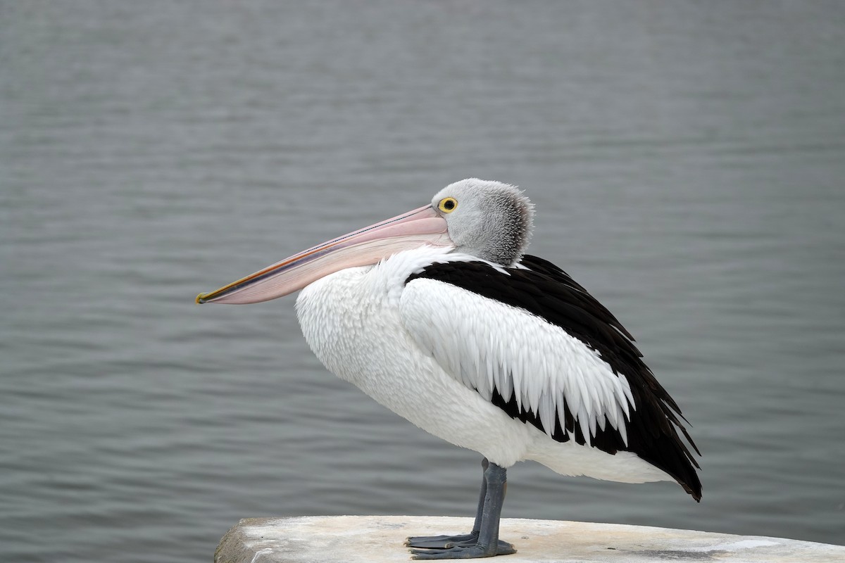 pelikán australský - ML335820191