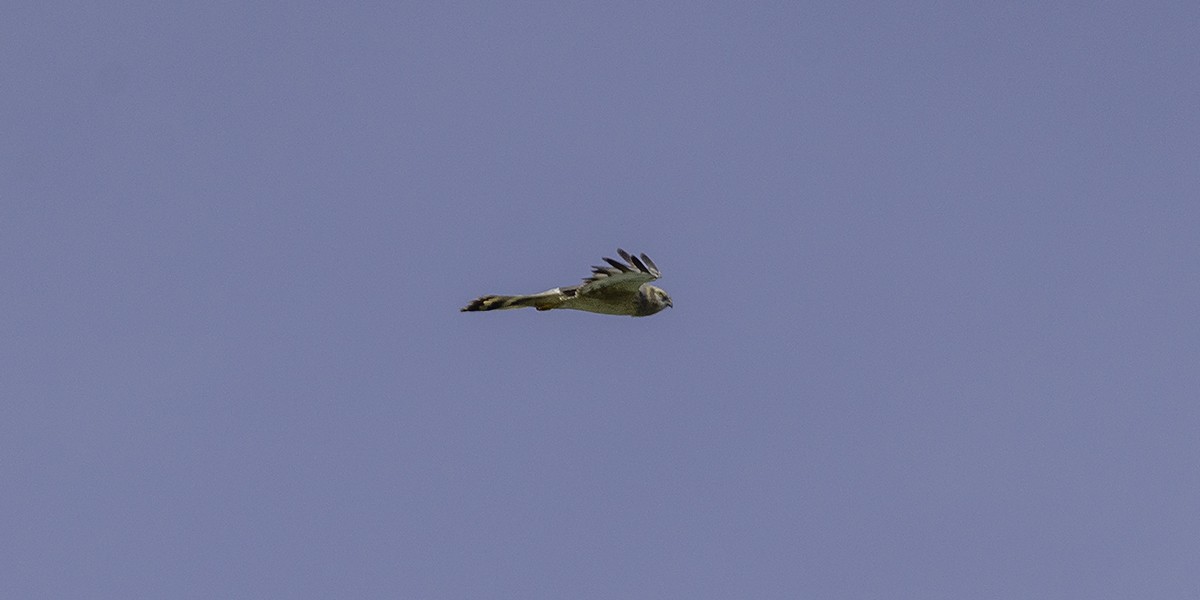 Montagu's Harrier - ML335820921