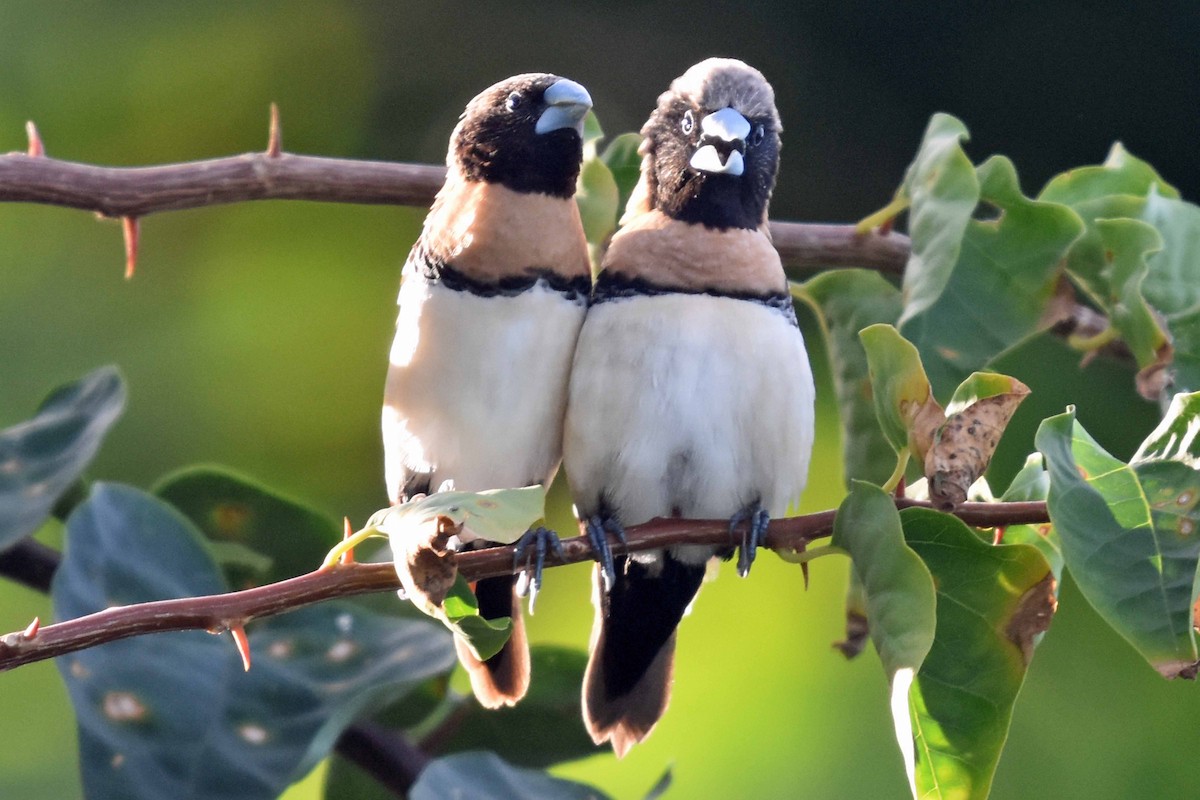 Chestnut-breasted Munia - Simon Ducatez