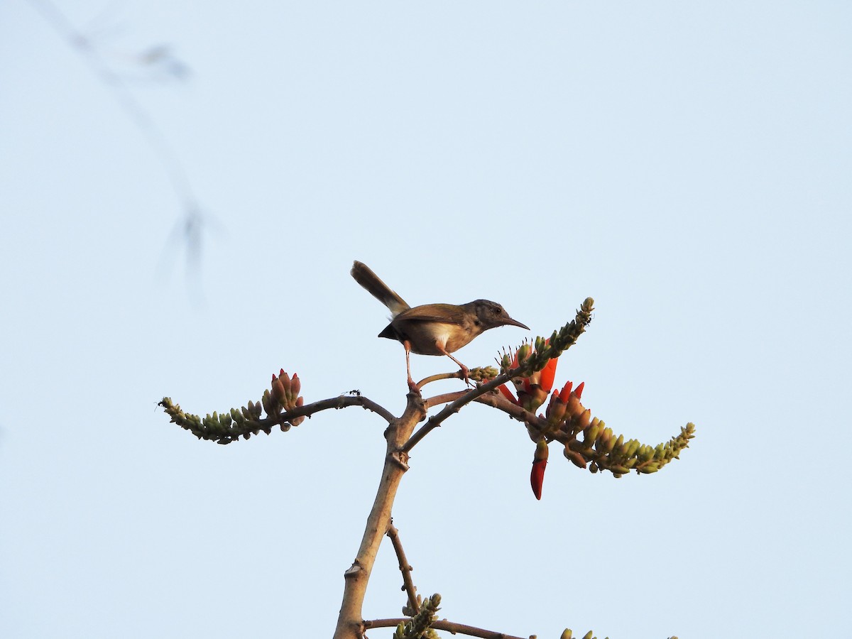 Common Tailorbird - ML335821951