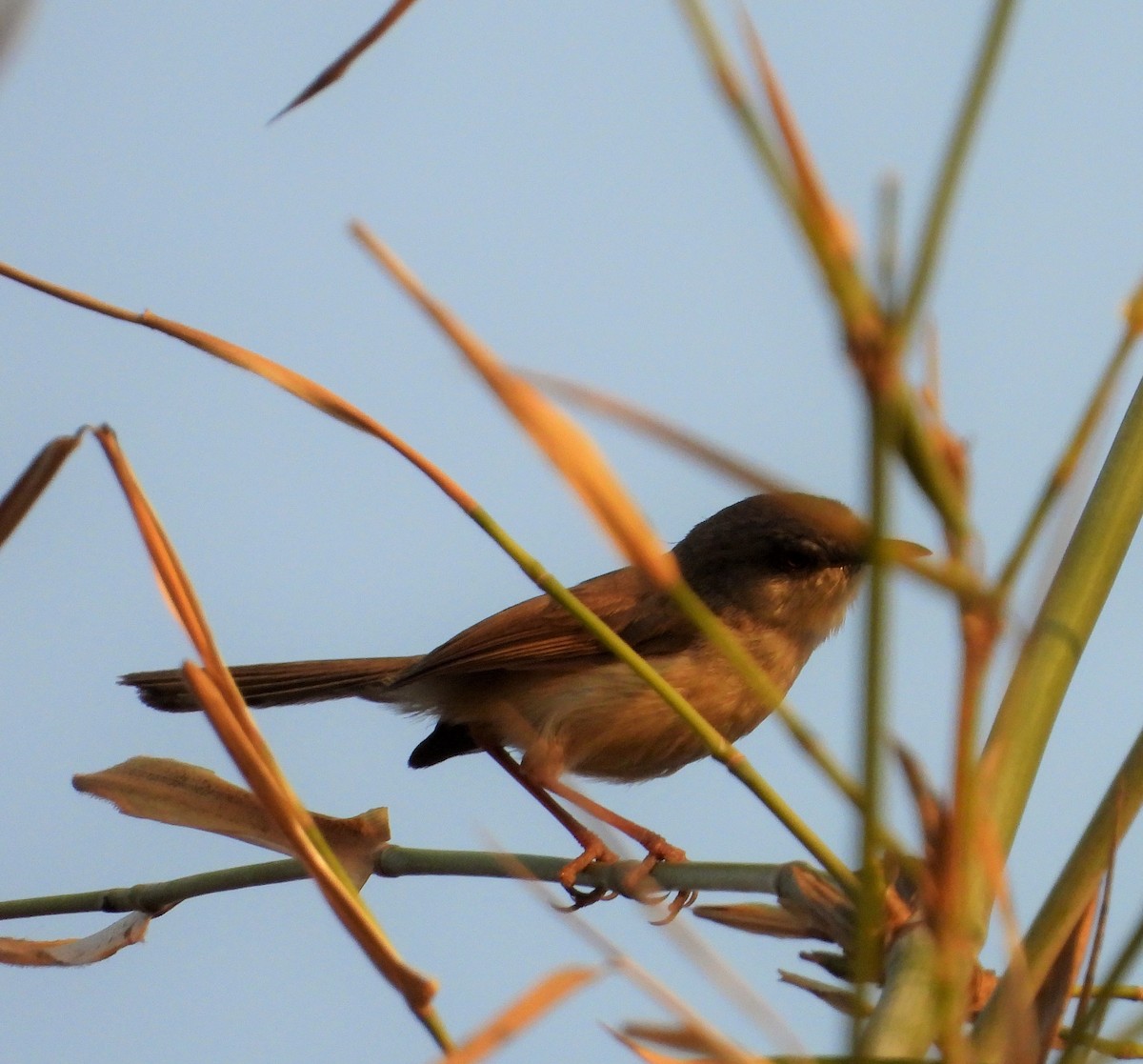 Plain Prinia - ML335822021