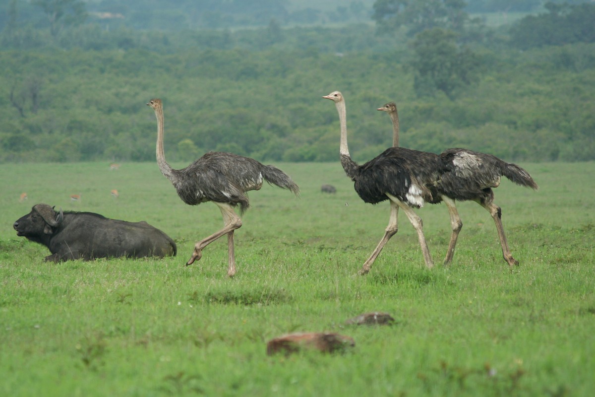 Common Ostrich - ML335823371