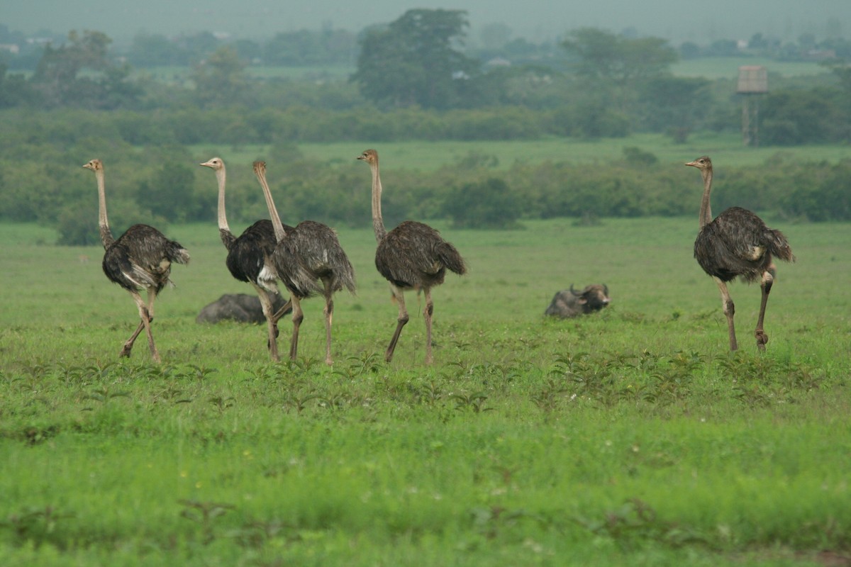 Common Ostrich - ML335823381