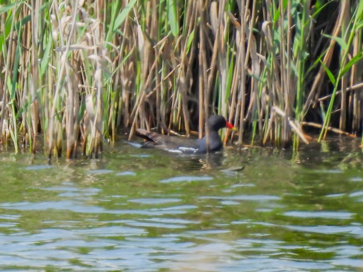 Eurasian Moorhen - ML335825701