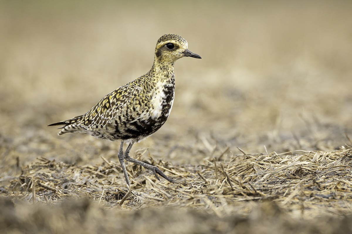 Chorlito Dorado Siberiano - ML335826801