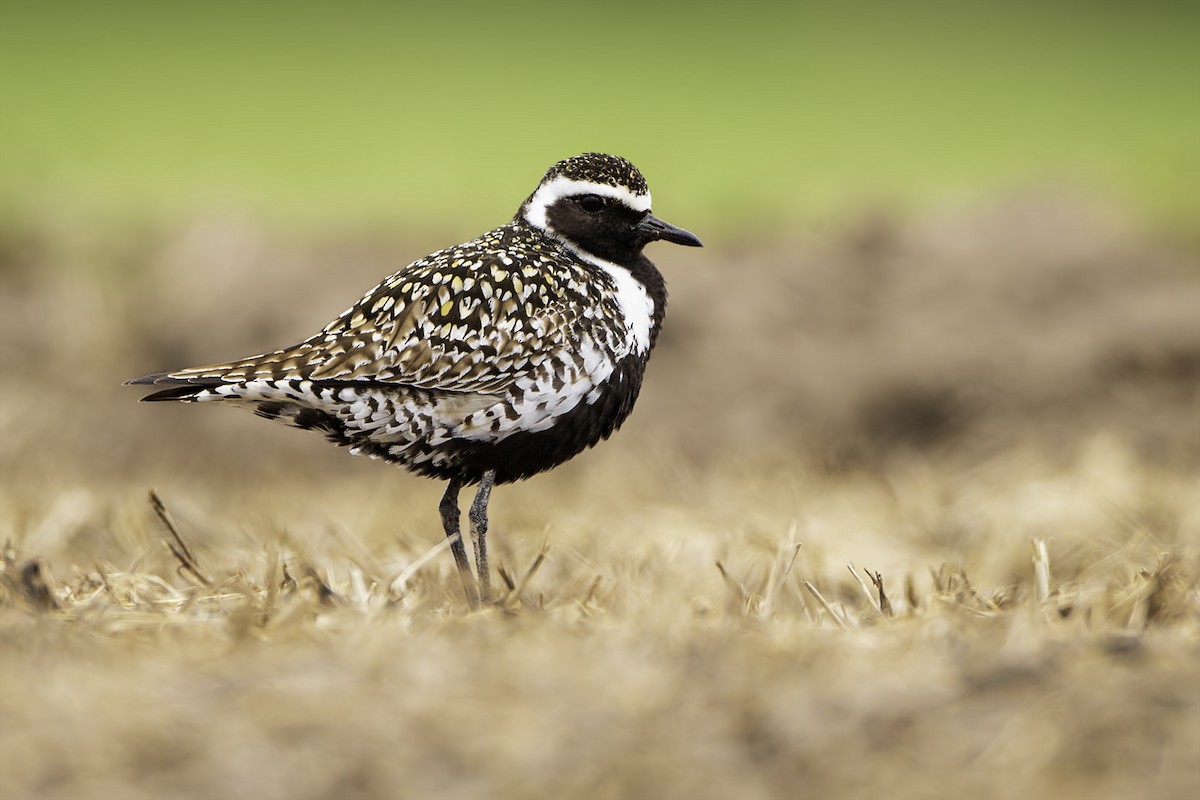 Pacific Golden-Plover - ML335826811