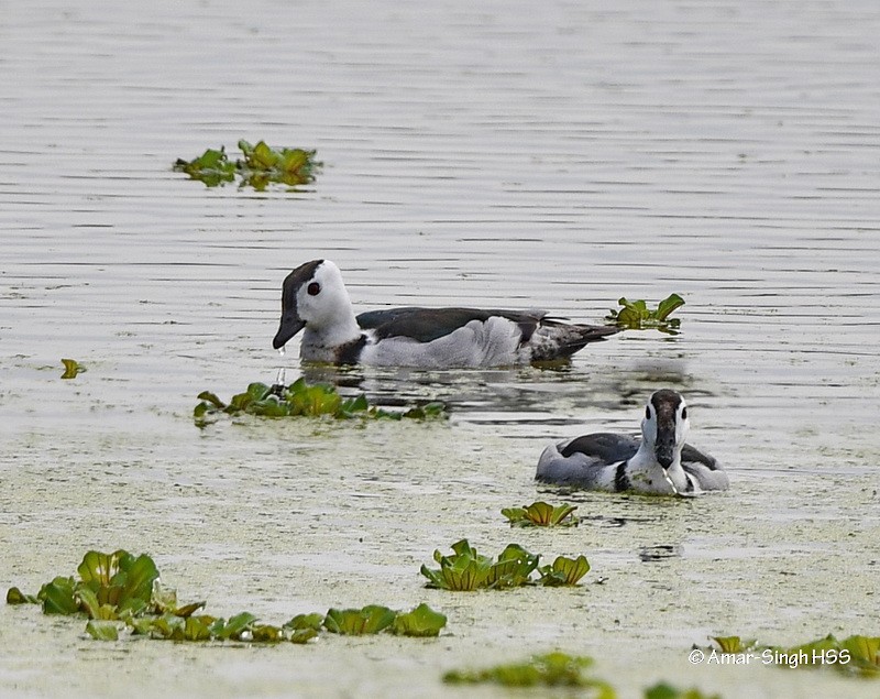 Cotton Pygmy-Goose - ML335827401