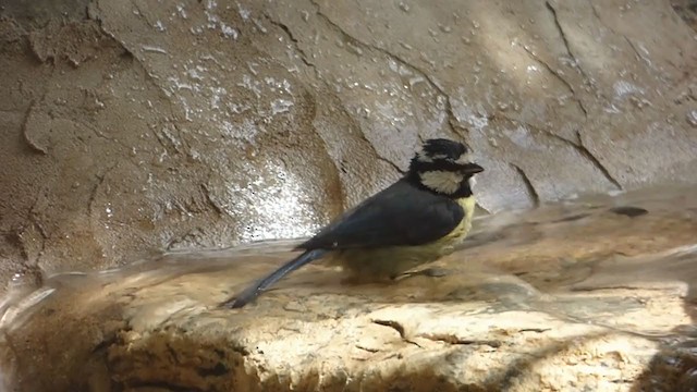 African Blue Tit - ML335827631