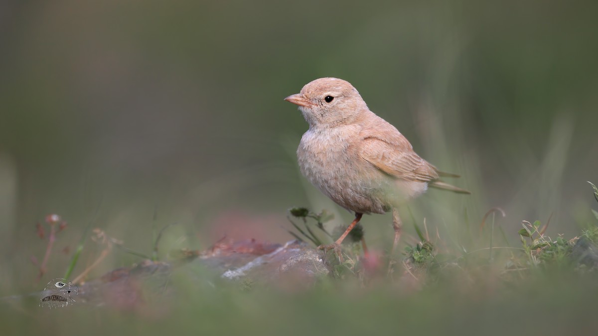 Bar-tailed Lark - ML335827731