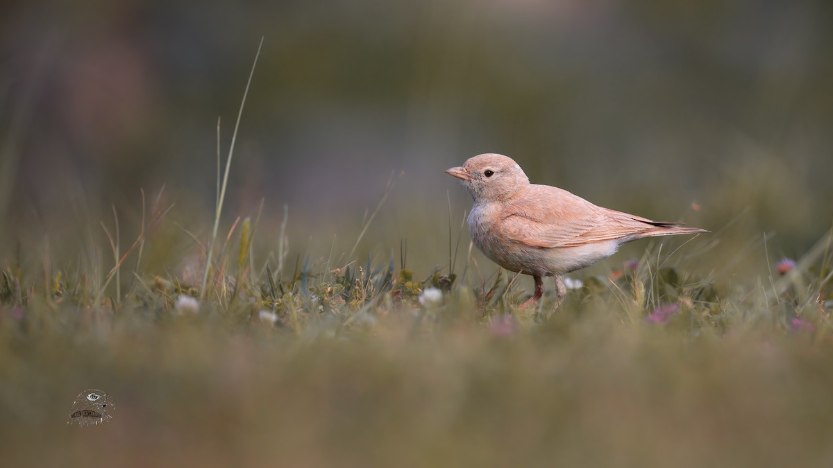 Bar-tailed Lark - ML335827991