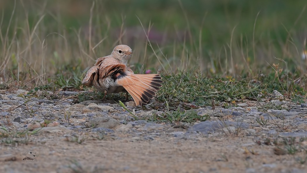 Bar-tailed Lark - METİN CENKÇİLER