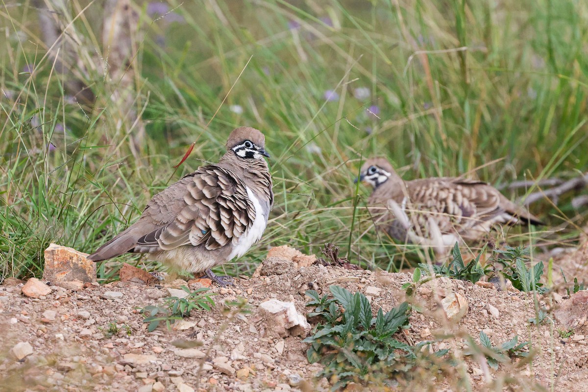 Squatter Pigeon - ML335828581