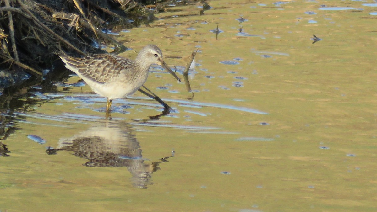 Stilt Sandpiper - ML33582901
