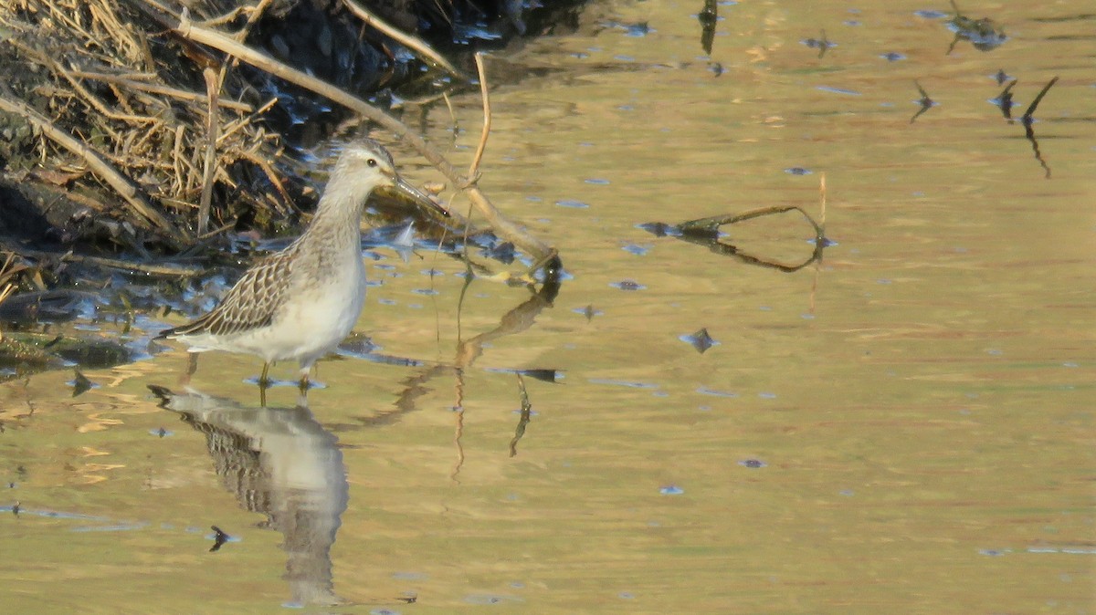 Stilt Sandpiper - ML33582911
