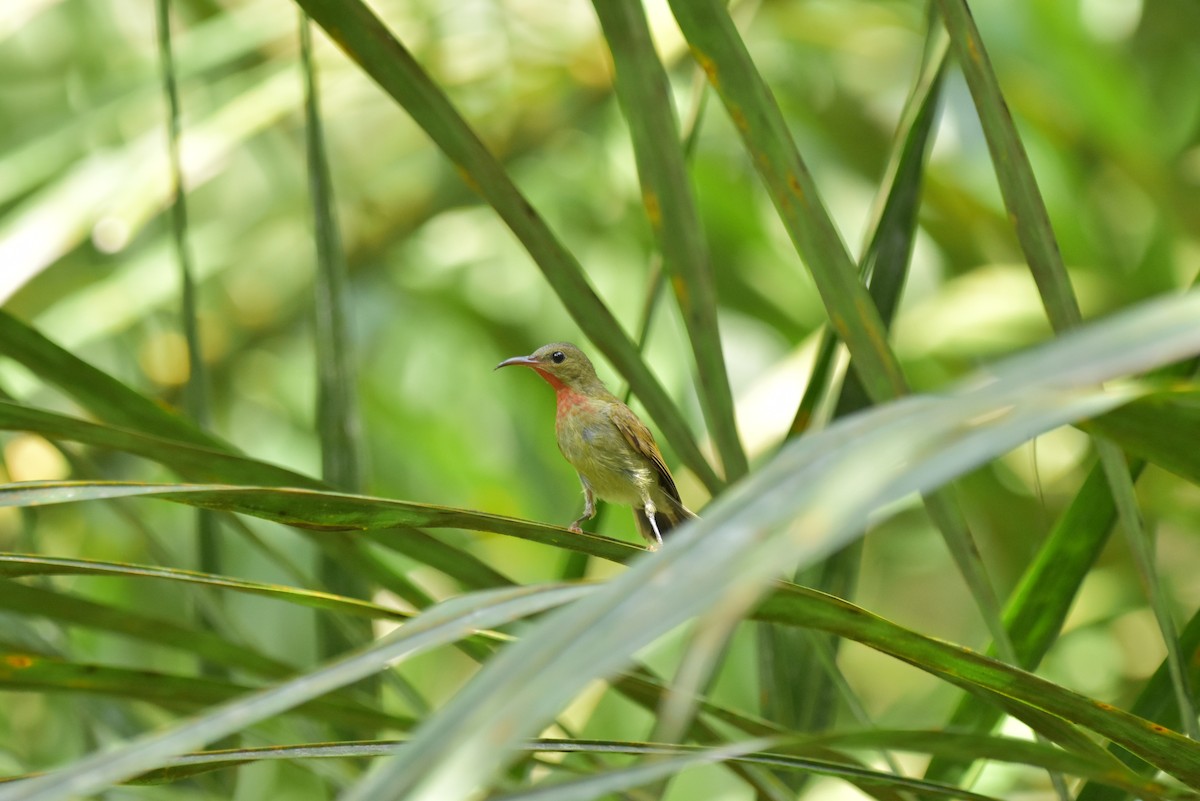 Crimson Sunbird - ML335831671