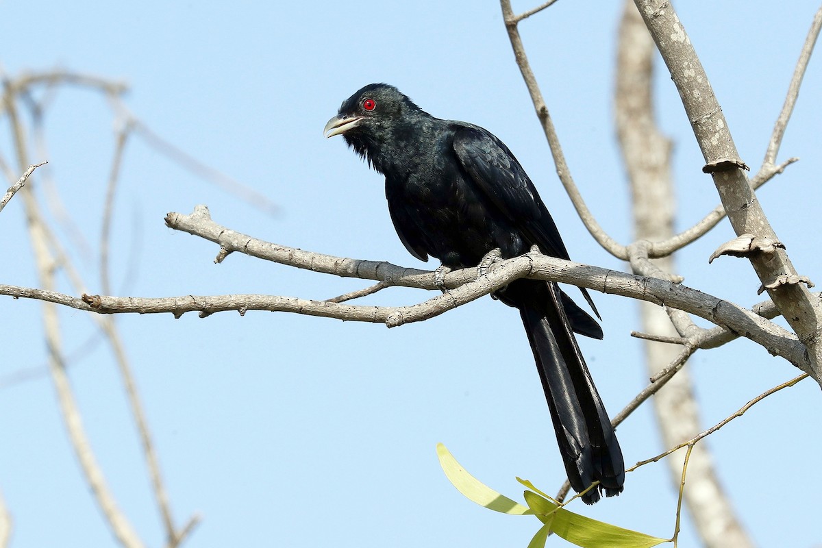 Asian Koel - ML335831771