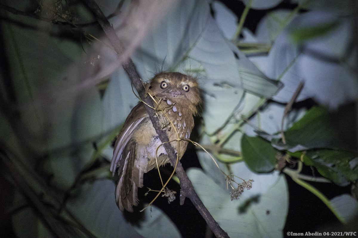 Hodgson's Frogmouth - ML335831901